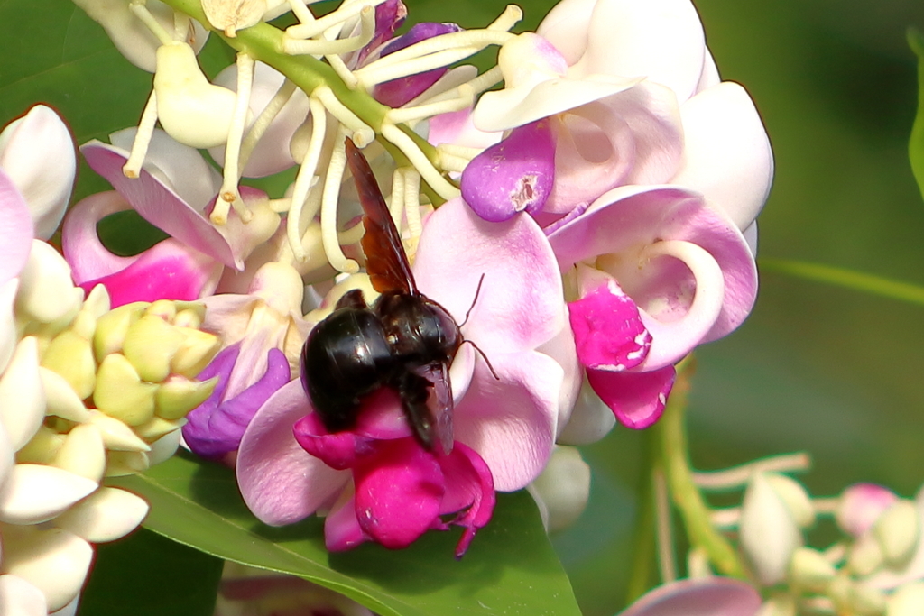 neoxylocopa-from-los-planes-de-renderos-el-salvador-on-september-12