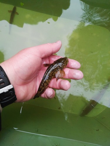 European Bullhead, 383 01 Těšovice u Prachatic, Tschechien, photo 7 of 10