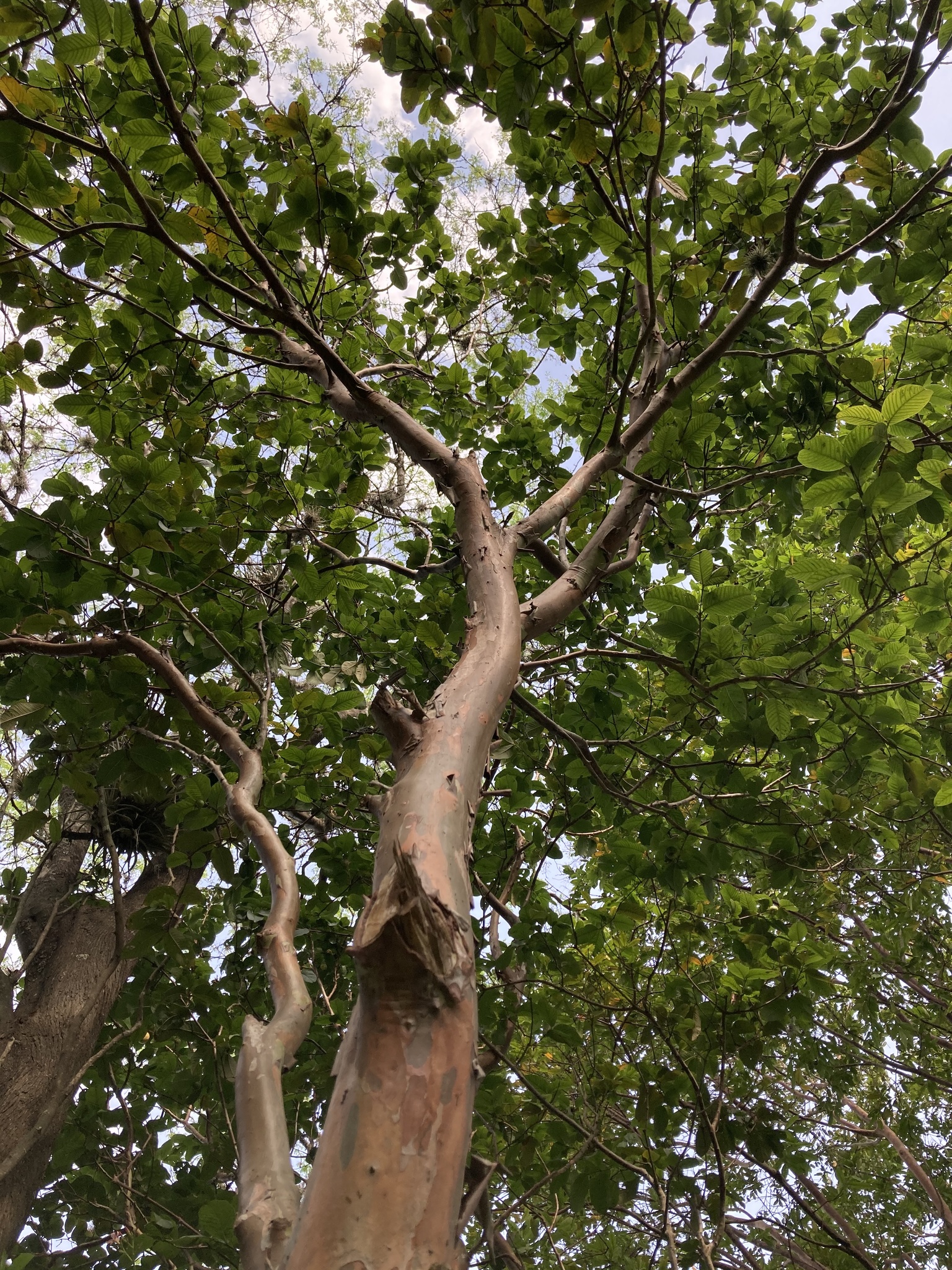 Psidium guajava image