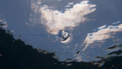 photo of Portuguese Man O' War (Physalia physalis)