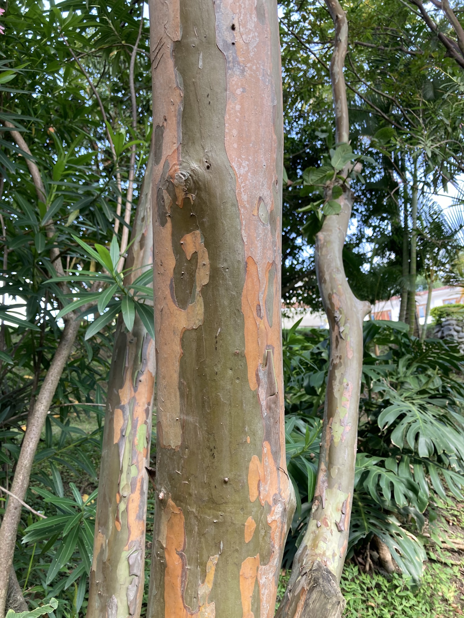 Psidium guajava image