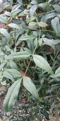 Nandina domestica