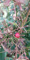 Nandina domestica