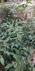 Nandina domestica
