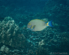 Acanthurus dussumieri