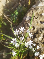 Allium trifoliatum