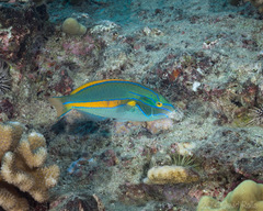 Stethojulis balteata