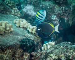Acanthurus nigricans