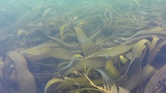 Saccorhiza dermatodea