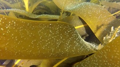 Saccorhiza dermatodea