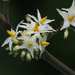Solanum torvum - Photo ללא זכויות יוצרים, הועלה על ידי 葉子