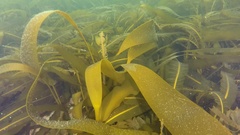 Saccorhiza dermatodea