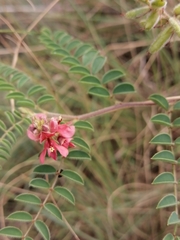 Indigofera comosa