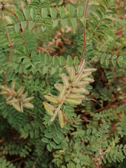 Indigofera comosa