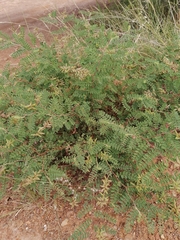 Indigofera comosa
