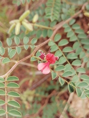 Indigofera comosa