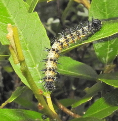Acraea horta