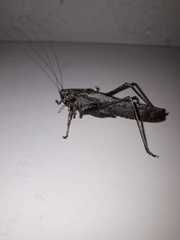 Eppia truncatipennis