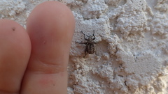 Brachycerus muricatus