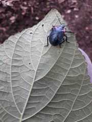 Alcaeorrhynchus