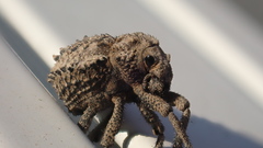 Brachycerus muricatus