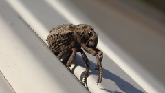 Brachycerus muricatus