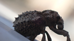 Brachycerus muricatus