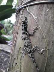 Anolis sulcifrons