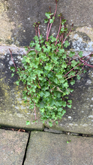 Cymbalaria muralis
