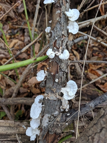 little nest polypore