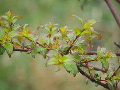 Cephalanthus tetrandra