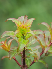 Cephalanthus tetrandra