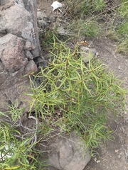 Colliguaja integerrima