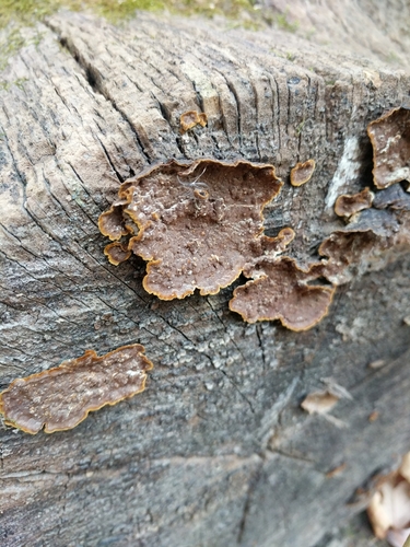 Oak Curtain Crust Fungus