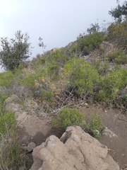 Colliguaja integerrima