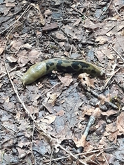 Ariolimax columbianus