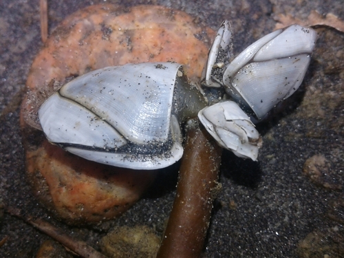 Lepas australis Darwin, 1851