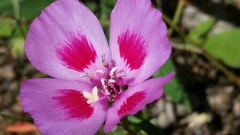 Clarkia gracilis sonomensis