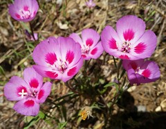 Clarkia gracilis sonomensis