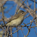 Warbling Vireo - Photo (c) Donna Pomeroy, some rights reserved (CC BY-NC)