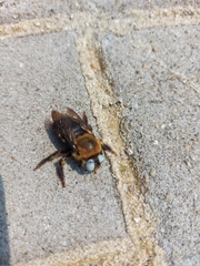 Xylocopa phalothorax