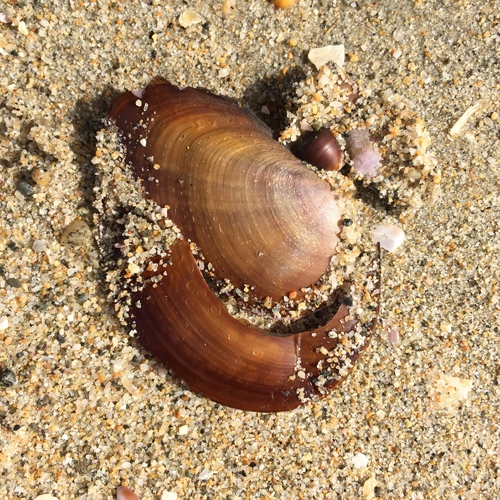 Nuttallia nuttallii