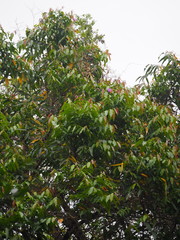 Glochidion lanceolatum