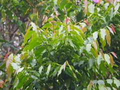 Glochidion lanceolatum