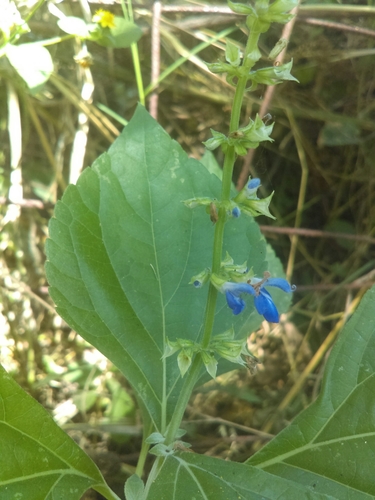 Image of Salvia roscida by (c) Jose Antonio Aranda Pineda, some rights reserved (CC BY)