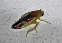 Reuplemmelini
