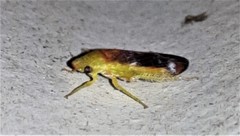 Reuplemmelini