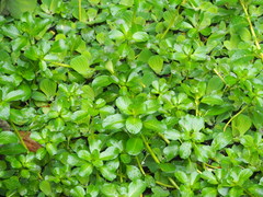 Ludwigia taiwanensis