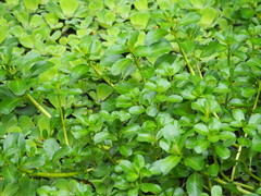 Ludwigia taiwanensis