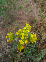 Kalanchoe densiflora